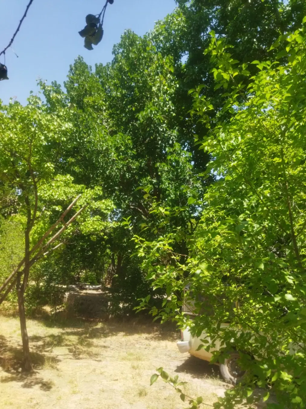 باغ میوه