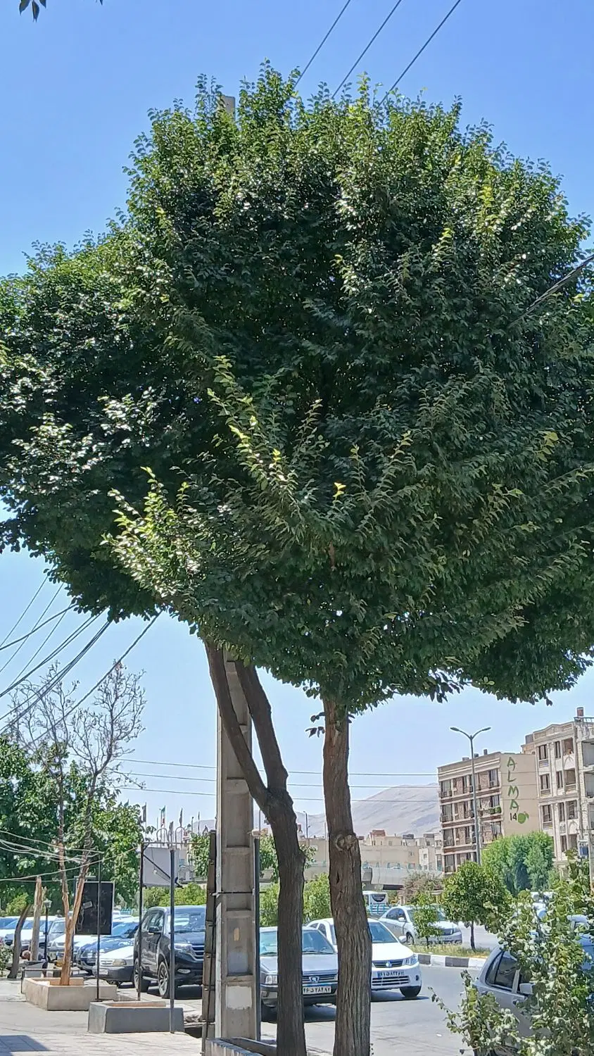 فروش زمین باغی فاز یک سیاخ دارنگون