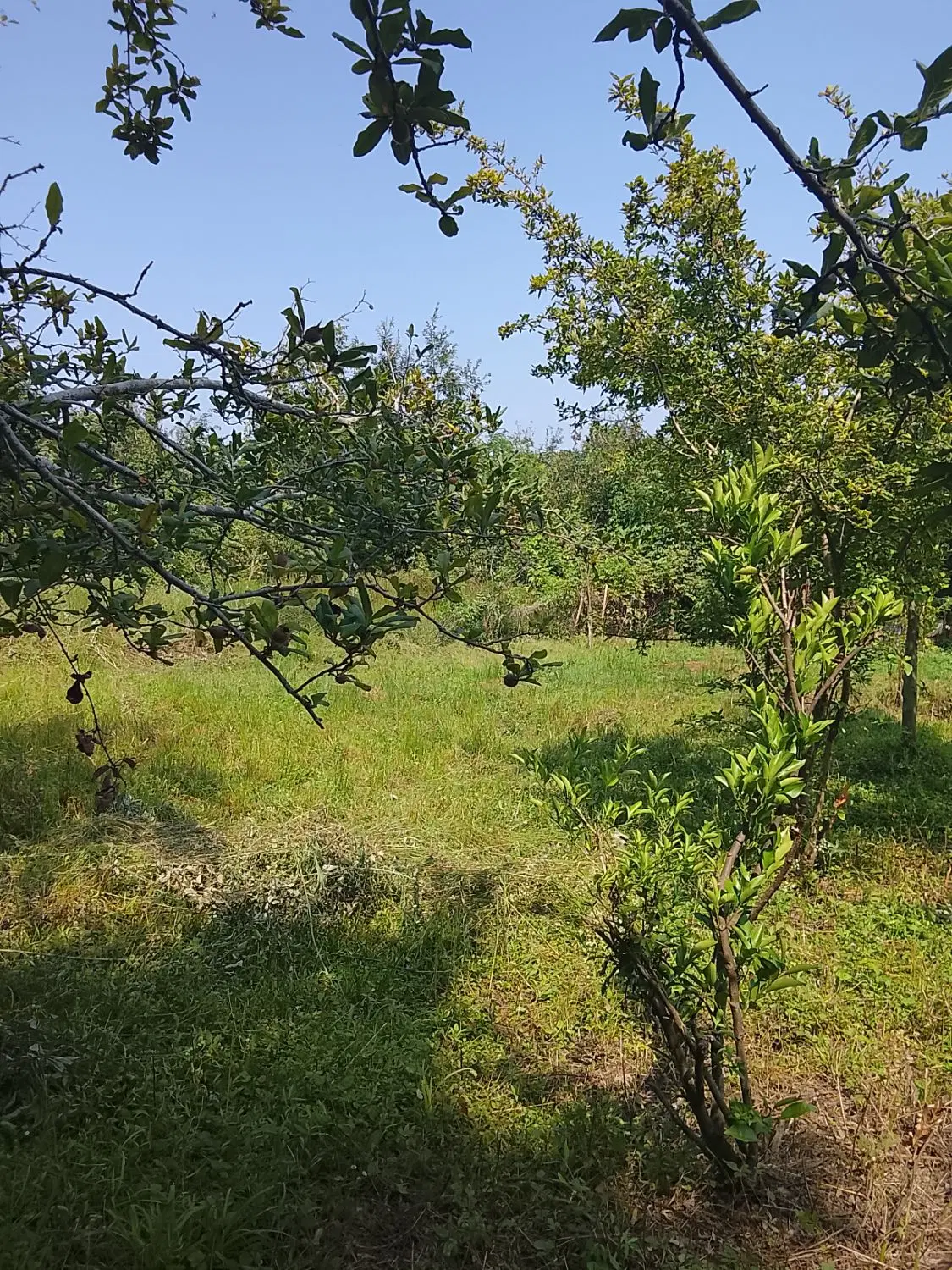 کوهستانی و جنگلی