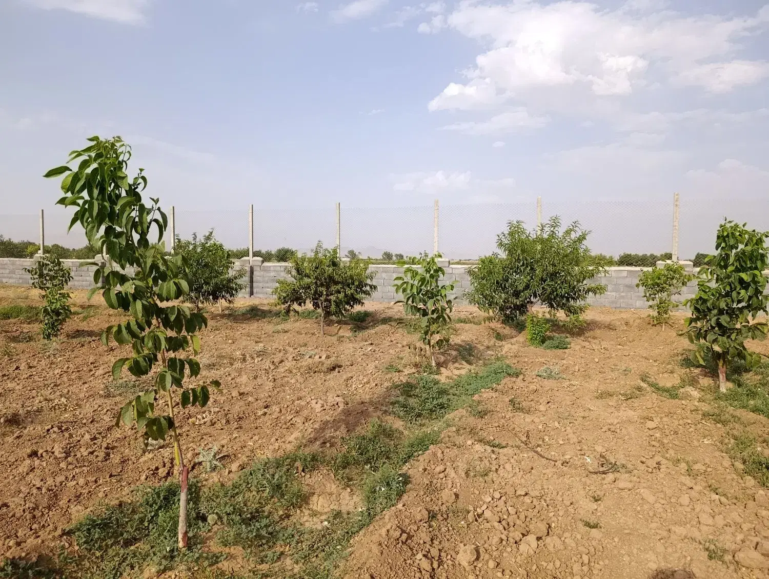 هزار متر باغ رشیدآباد