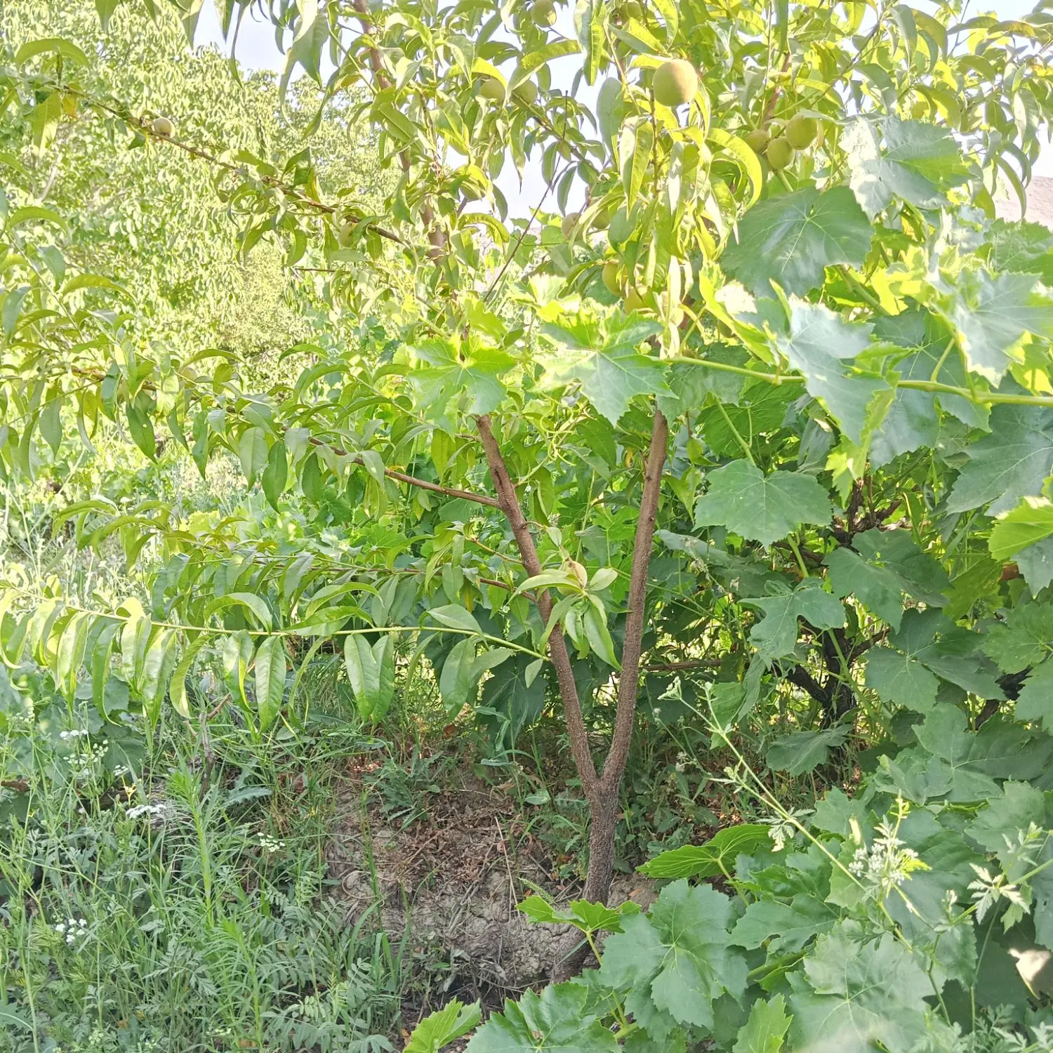 باغ انگور و میوه