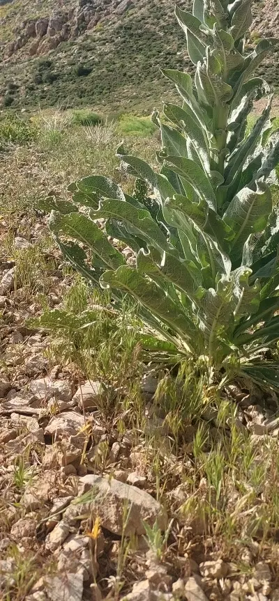 زمین بنسنجان 280 متر