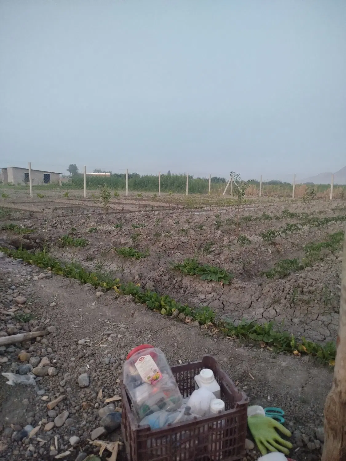 زمین زراعی