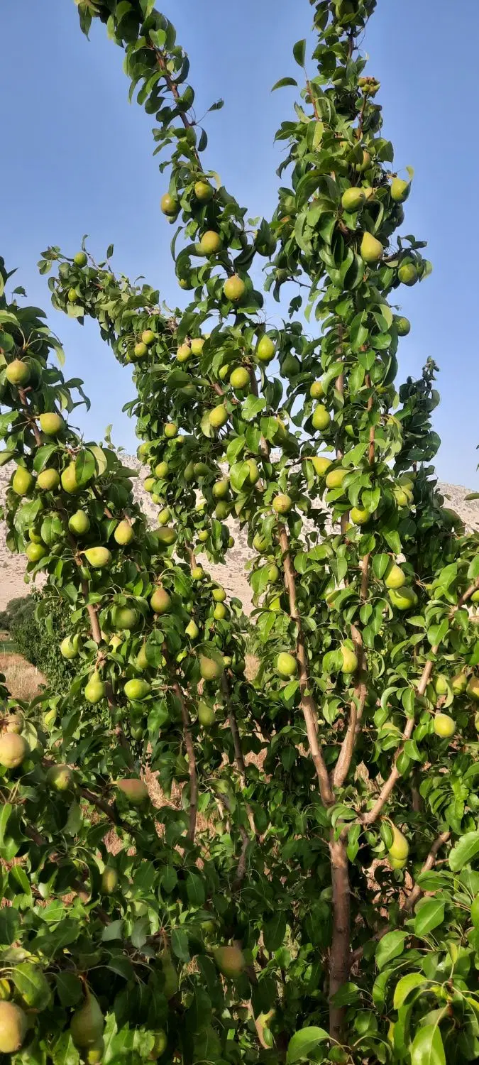 فروش یک قطعه باغ ثمری گلابی