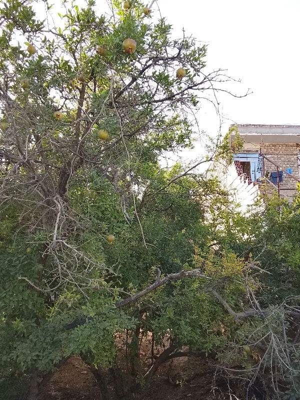 زمین شهید احمدی کوچه ۶