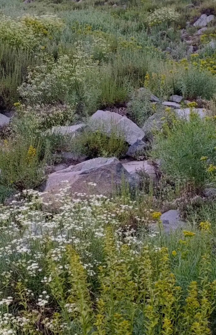 گلخانه اجاره ای