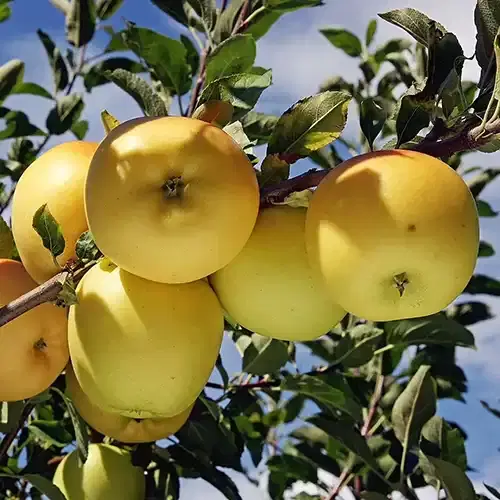 فروش فوق العاده باغ در اهر