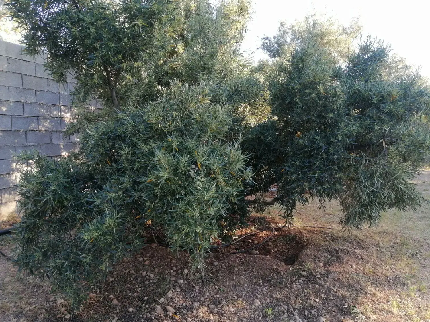 زمین باغ باغچه زیتون 1600 متر 10 دقیقه تا شیراز