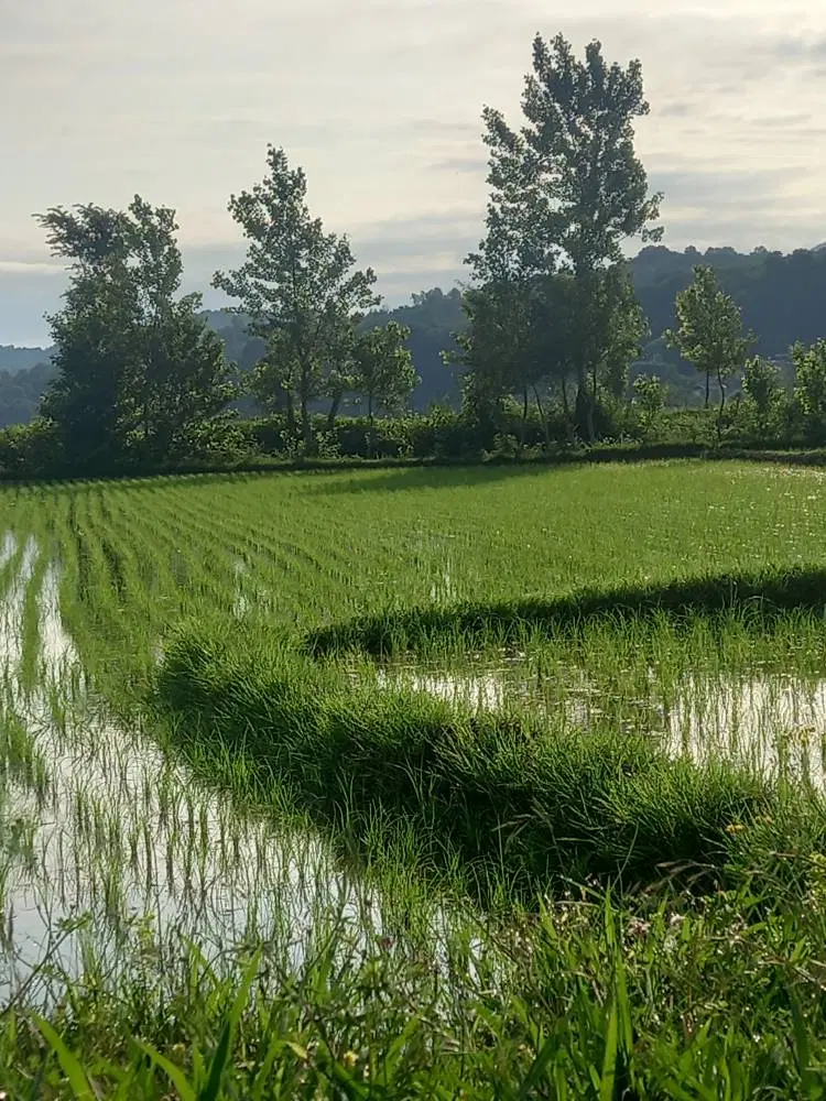 زمین کشاورزی در گیلان روستای کوکنه