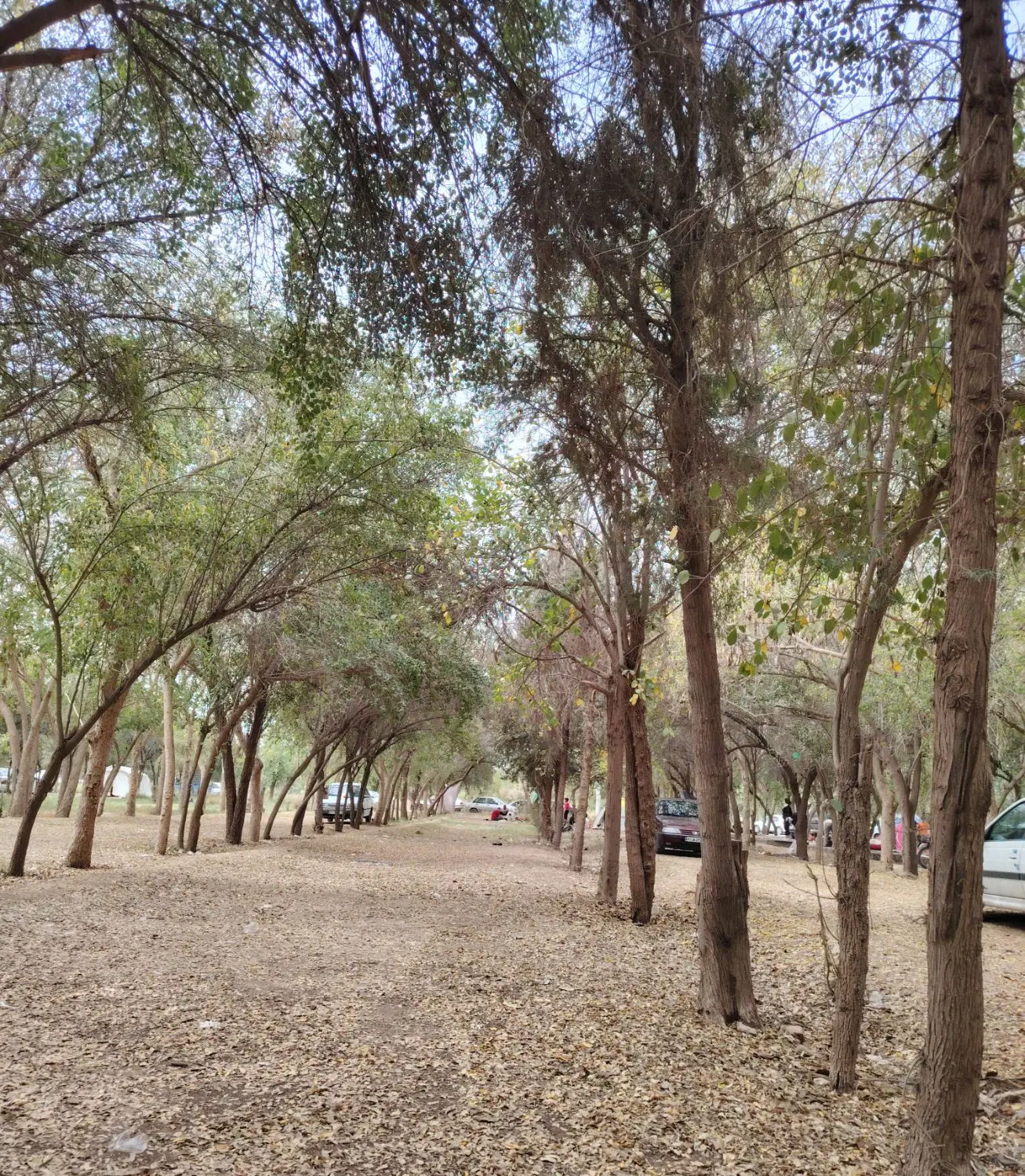 فروش تجاری مخصوص طلا فروشی