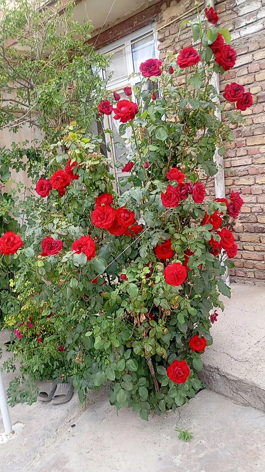یک باب خانه در روستای نوایی