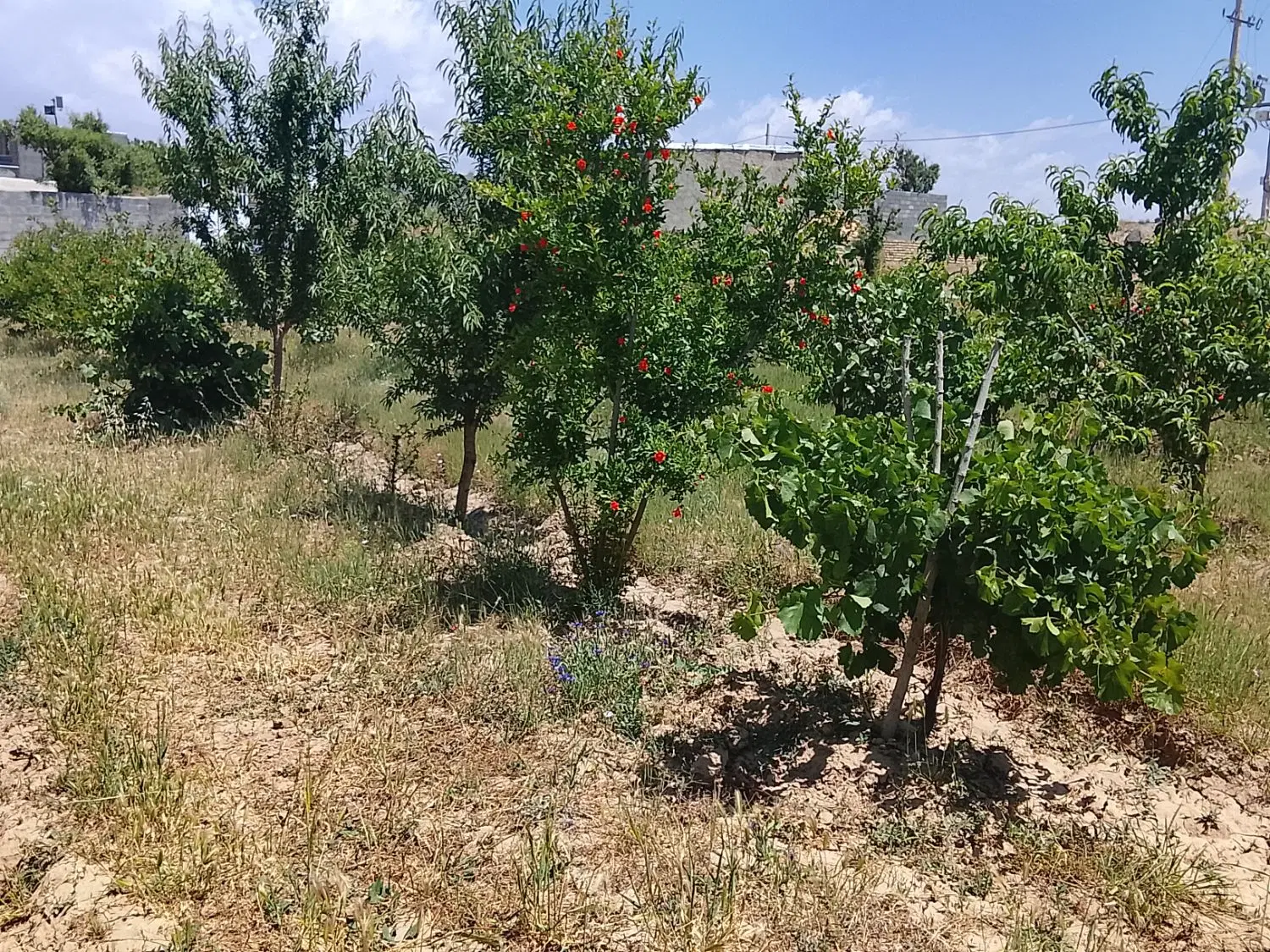 باغ
