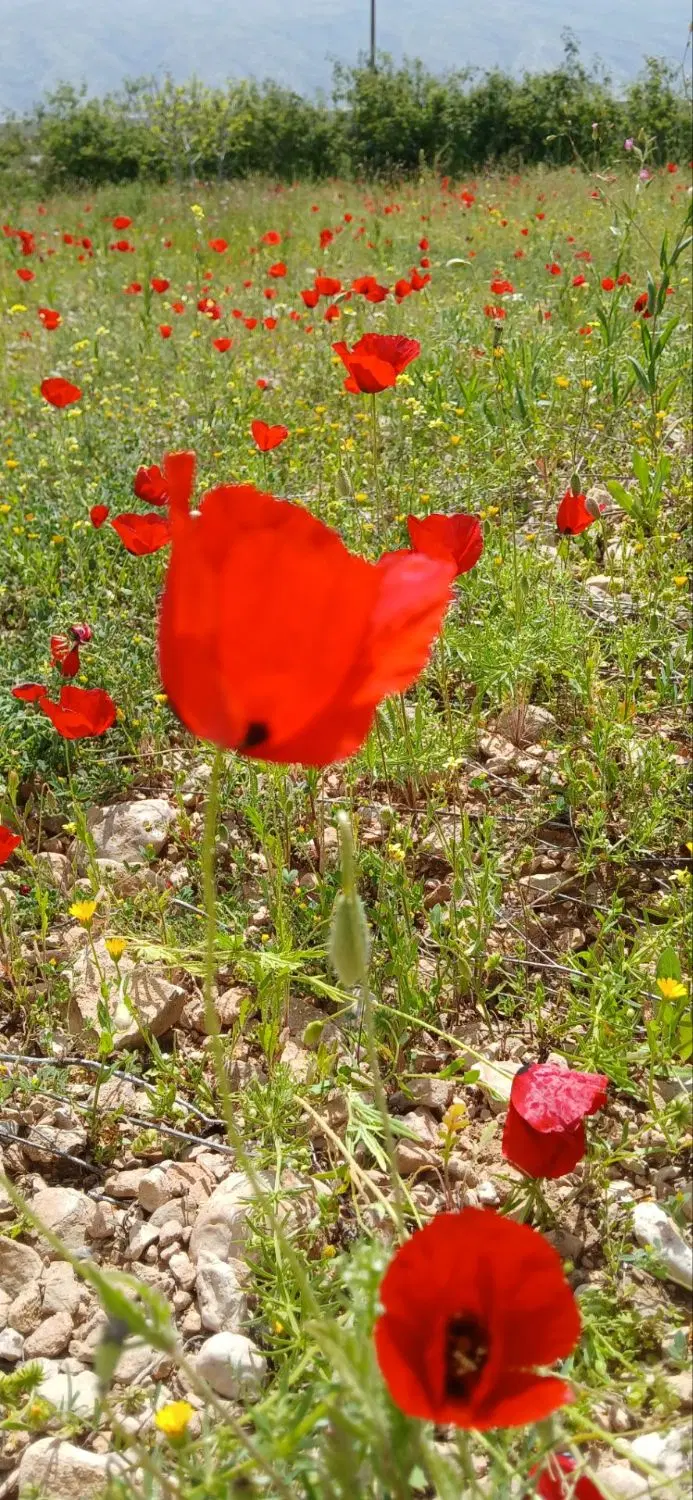 زمین کشاورزی سند تک‌برگ حوالی کمربندی