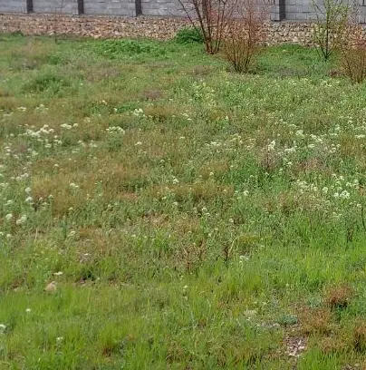 زمین تجاری مسکونی گلزار شهدا