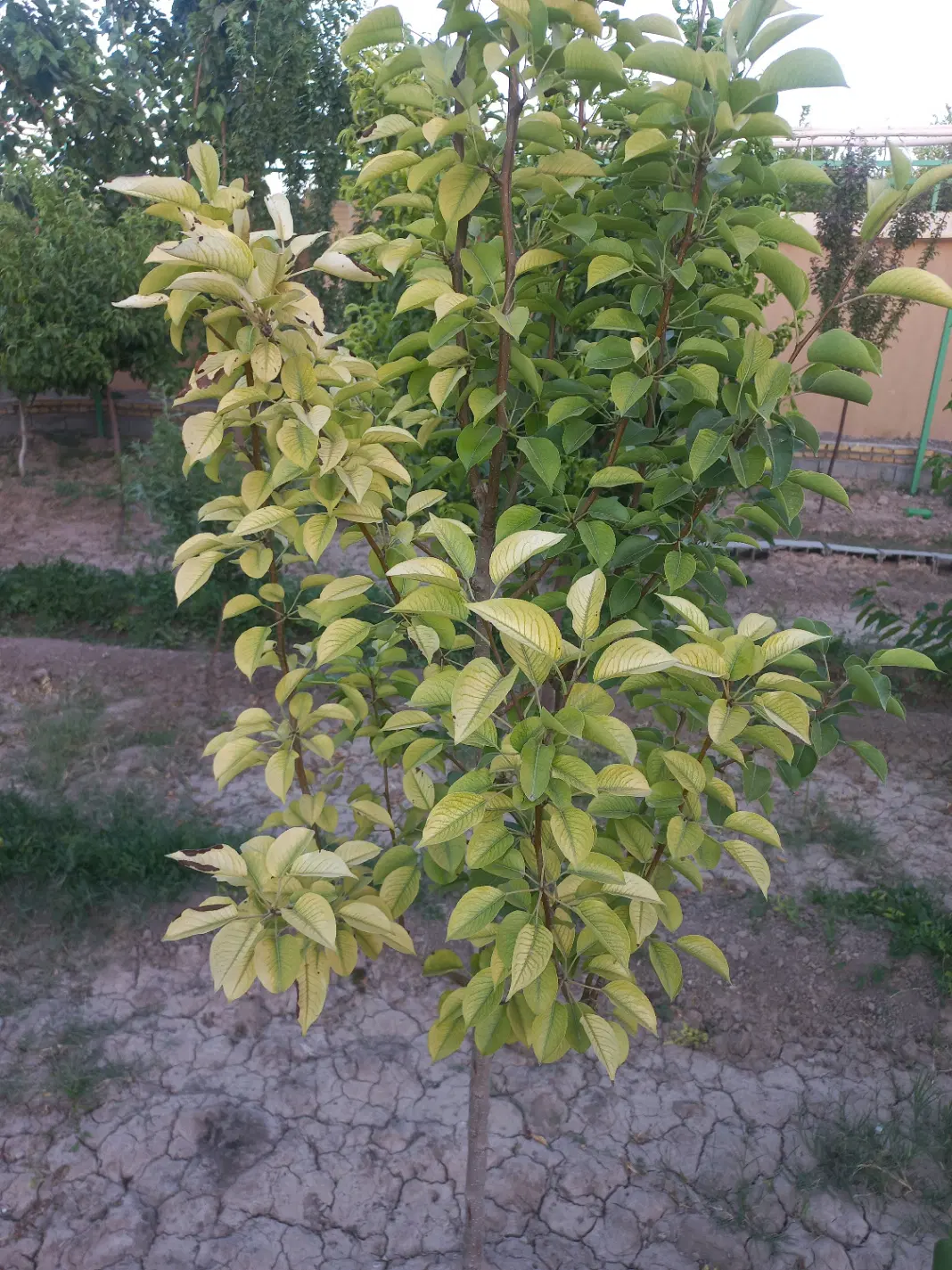 زمین پسته