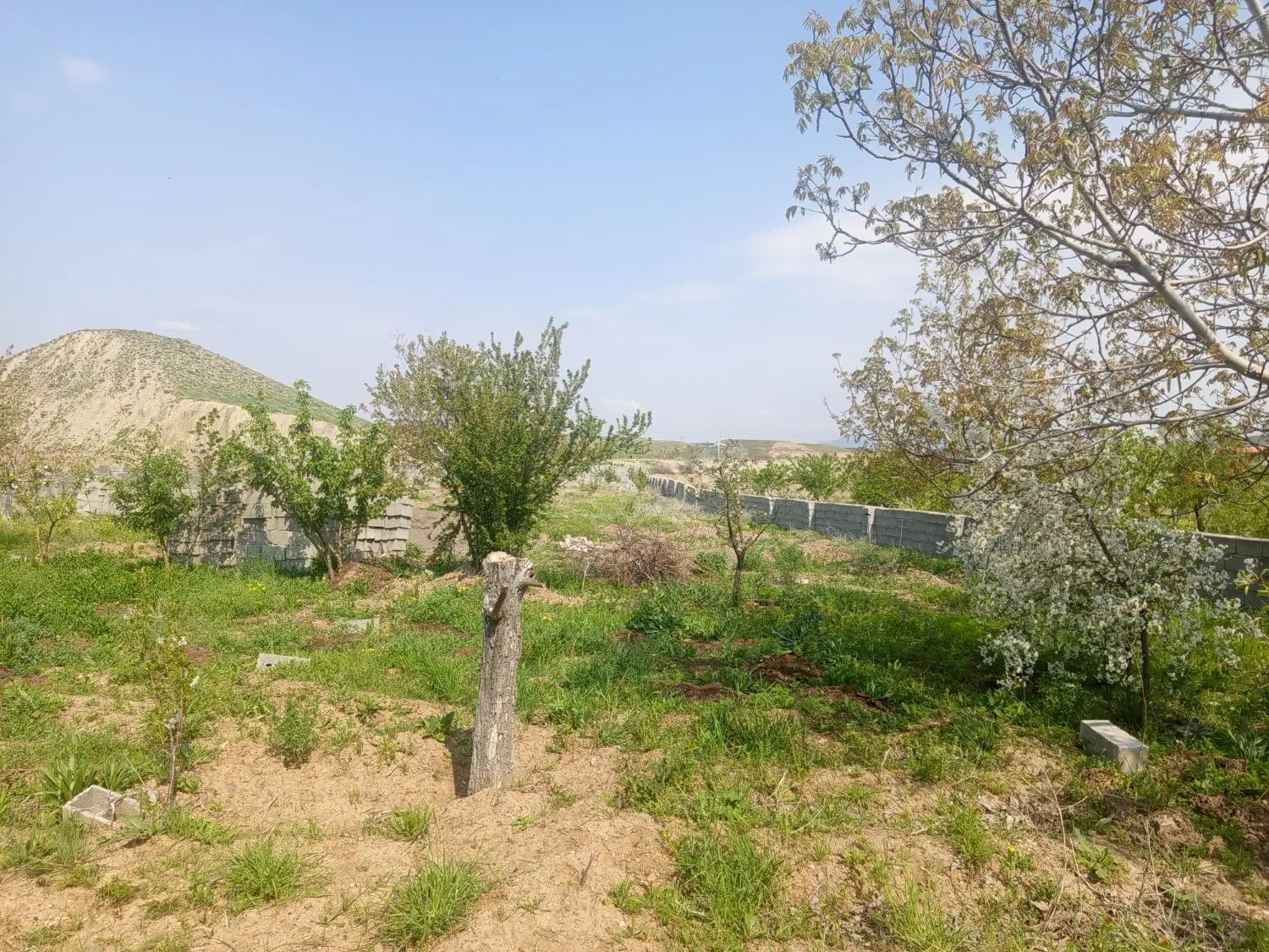باغ گردو در روستای سیوان
