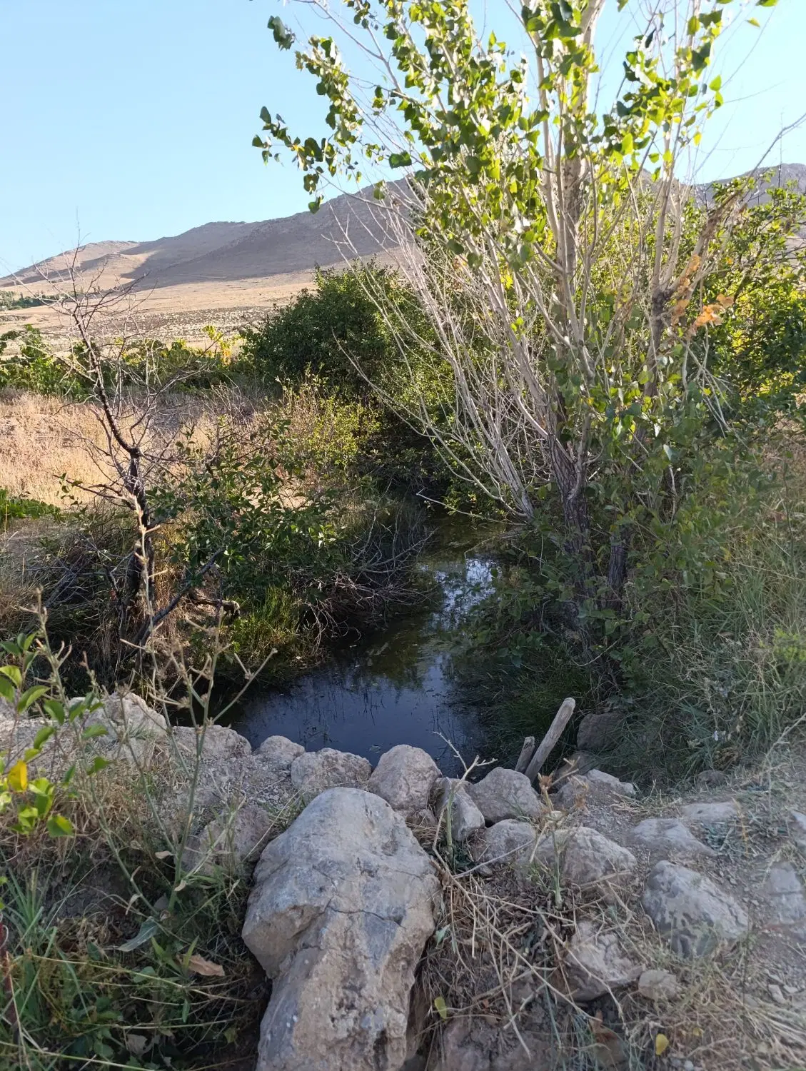 باغچه بادام