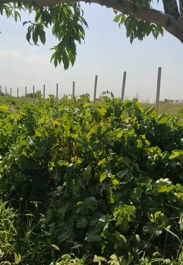 فروش باغ انگور در تاکستان قزوین