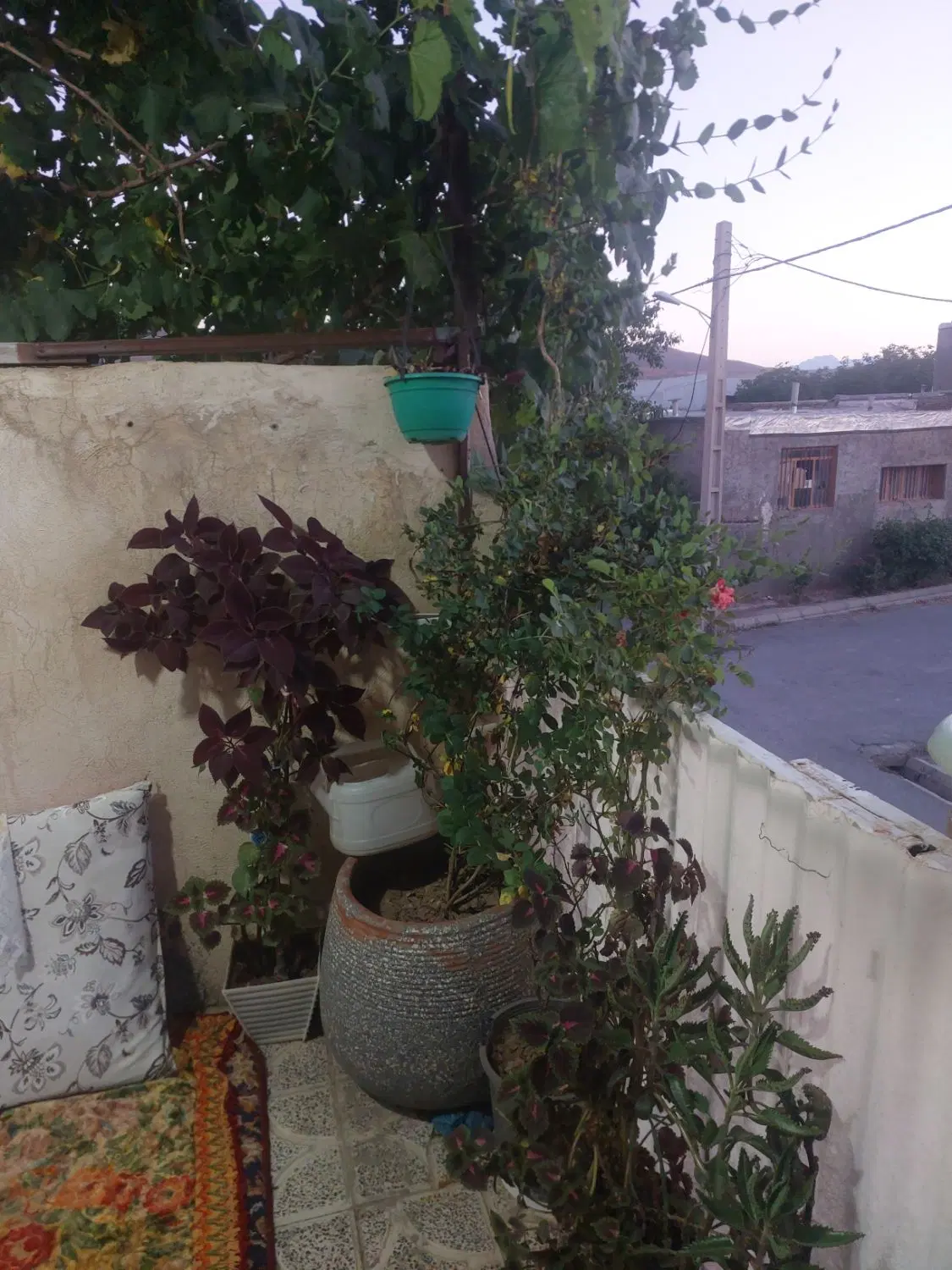 ۲ هزار متر باغ انگور