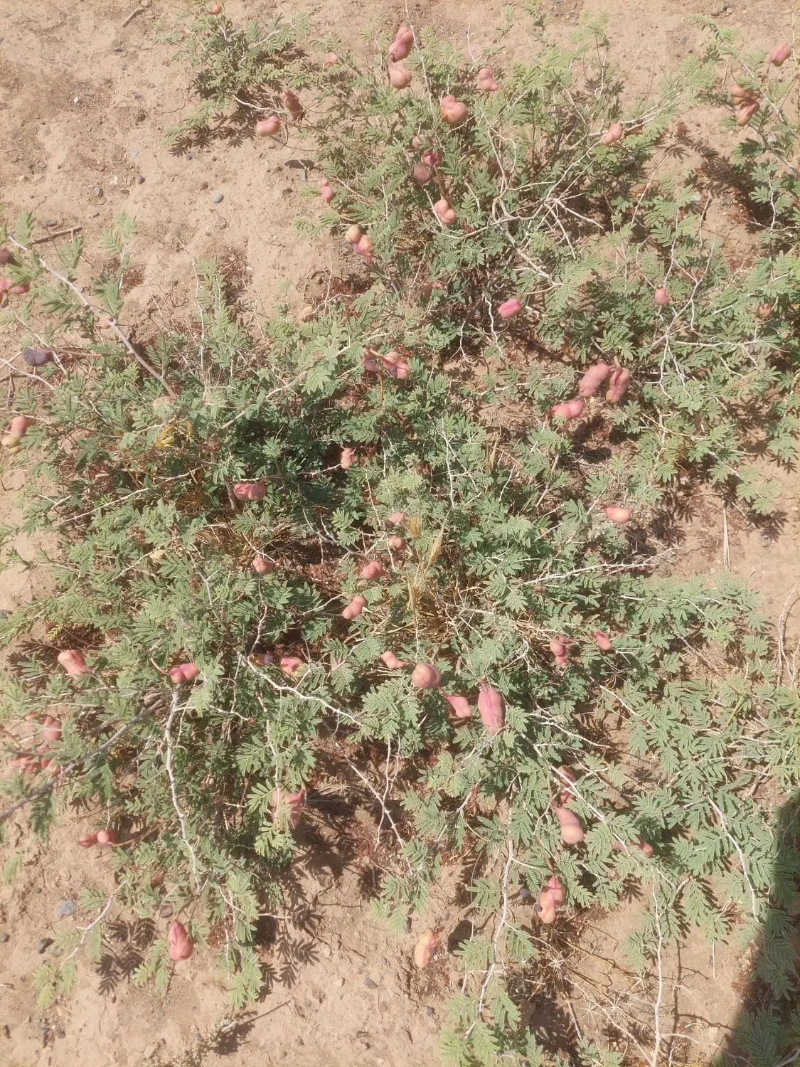 ۱۰۰۰ متر زمین زراعی جنت اباد قم