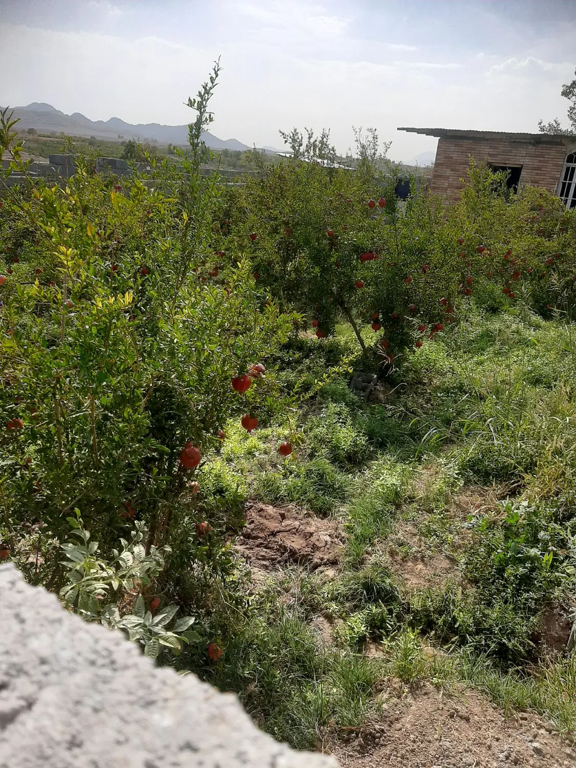 باغچه ویلایی