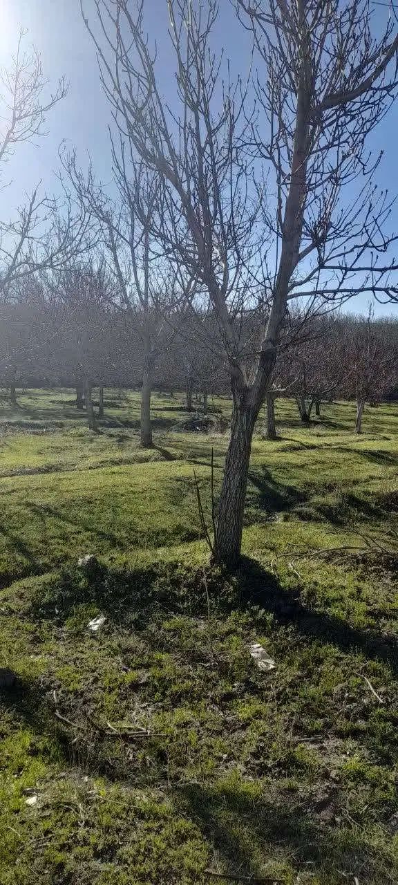 باغی زیبا در روستای ورکانه
