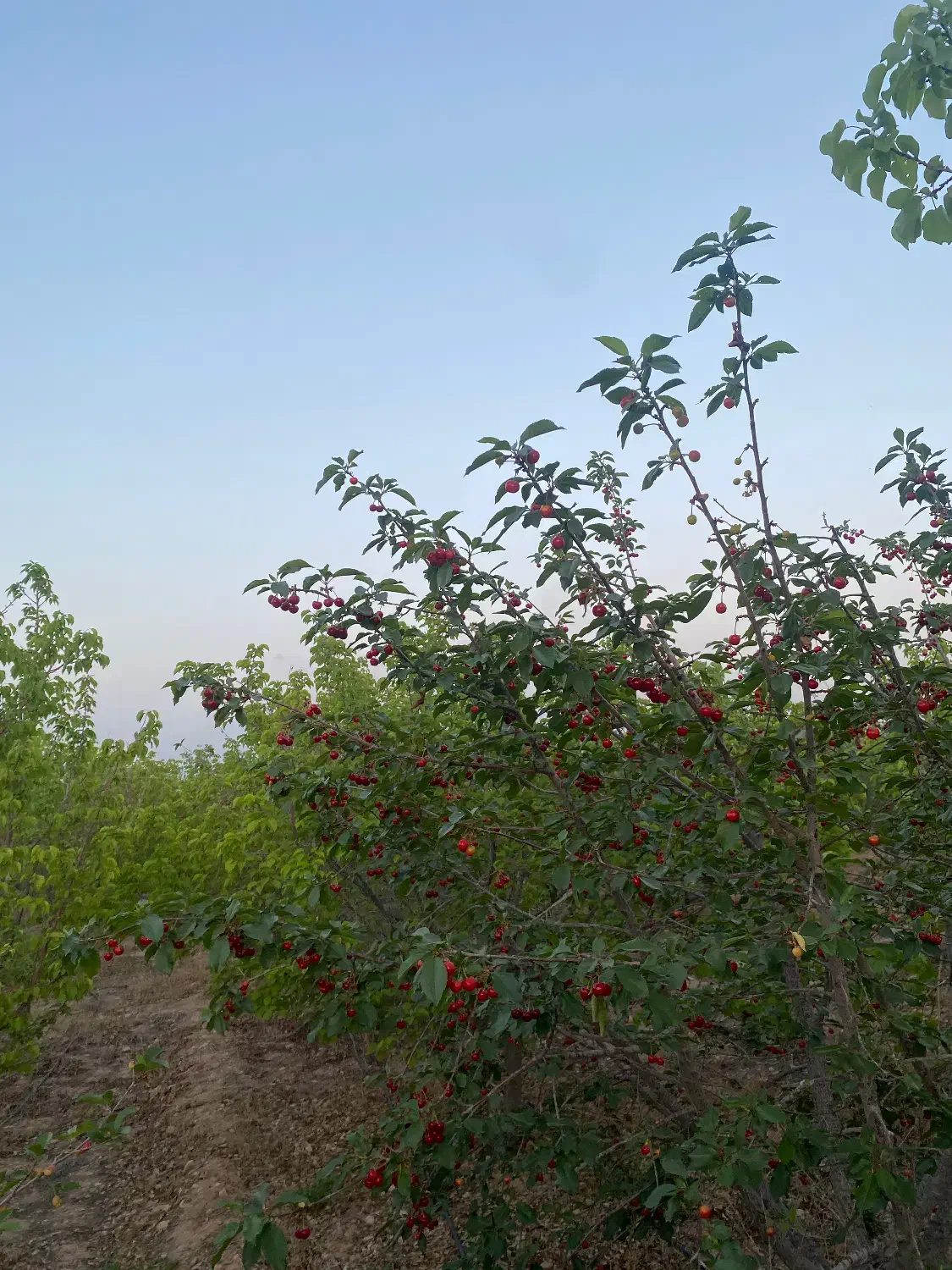 فروش و معاوضه باغ