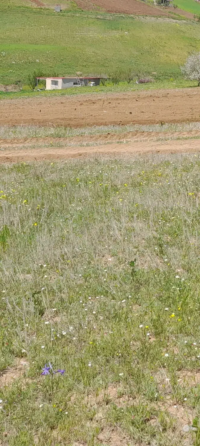 خانه باغی