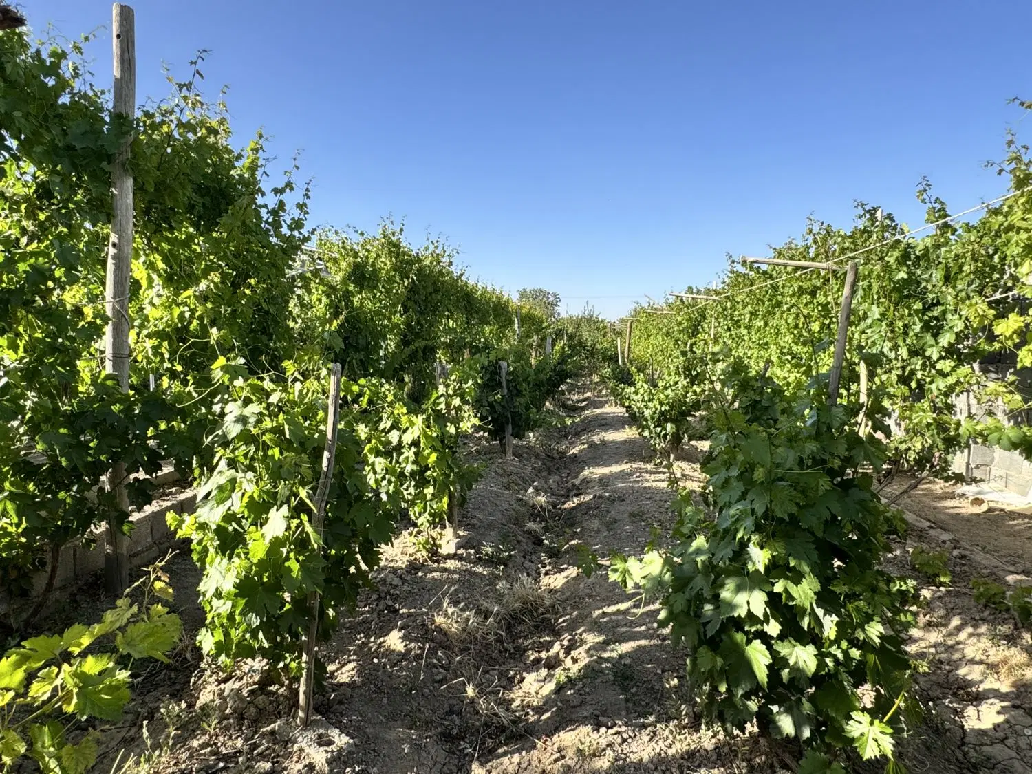 فروش باغ چهاردیواری ، زازران ، جوجیل