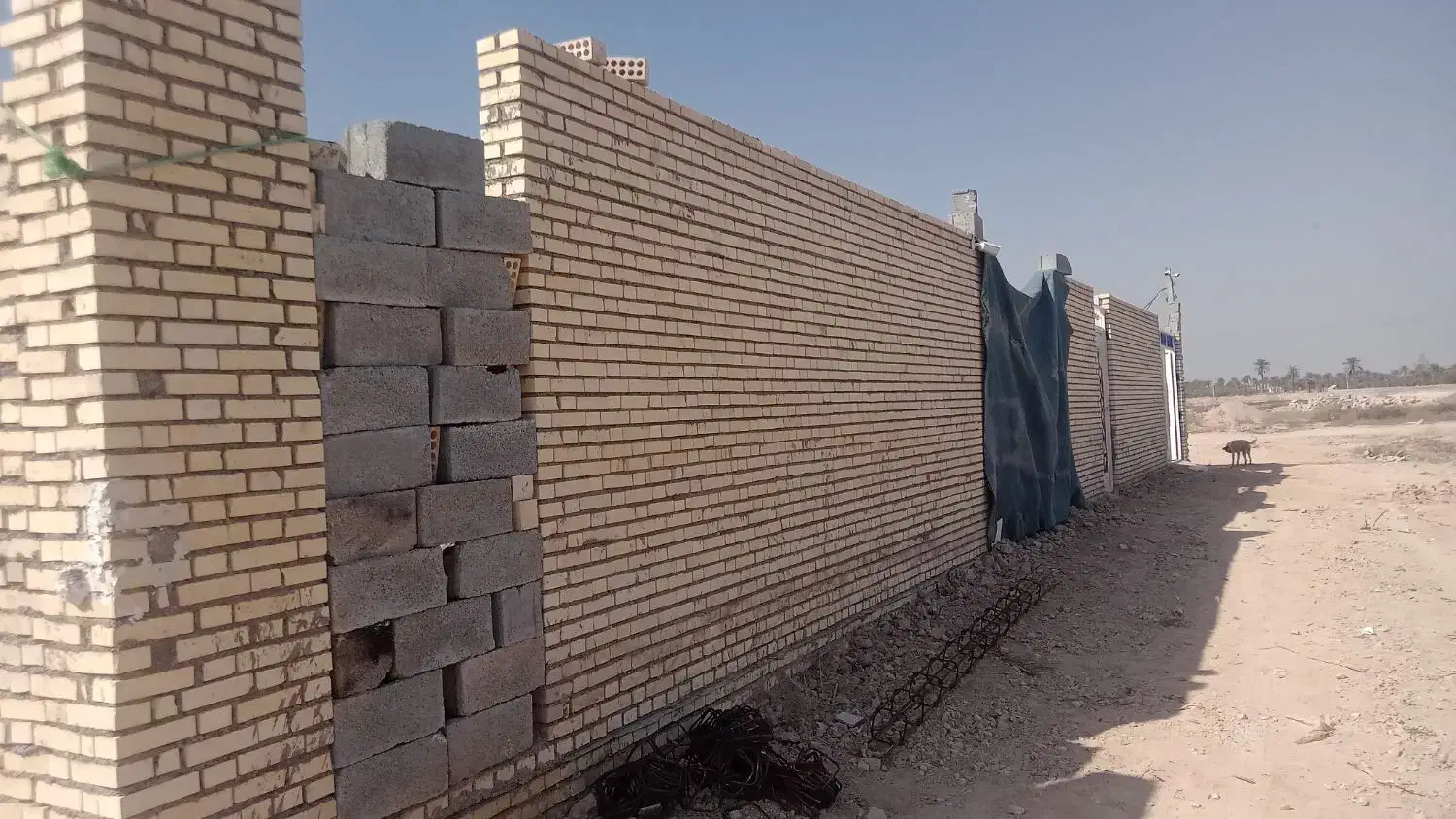 شادگان خروسی شمالی