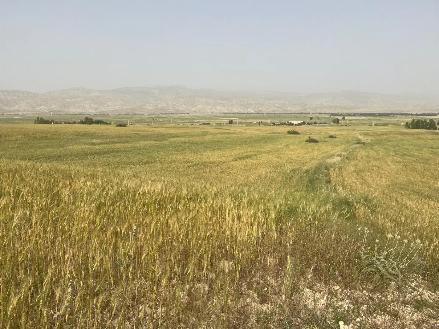 زمین کشاورزی صالح آباد (دیم)