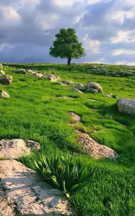 زمین