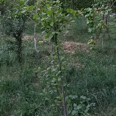 قطعه ویلایی دهکده سبز باسمنج