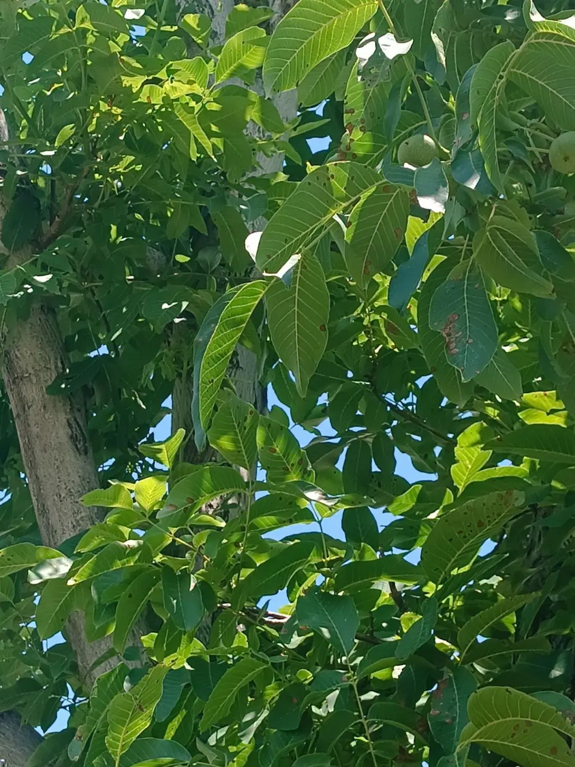 باغی در مرند