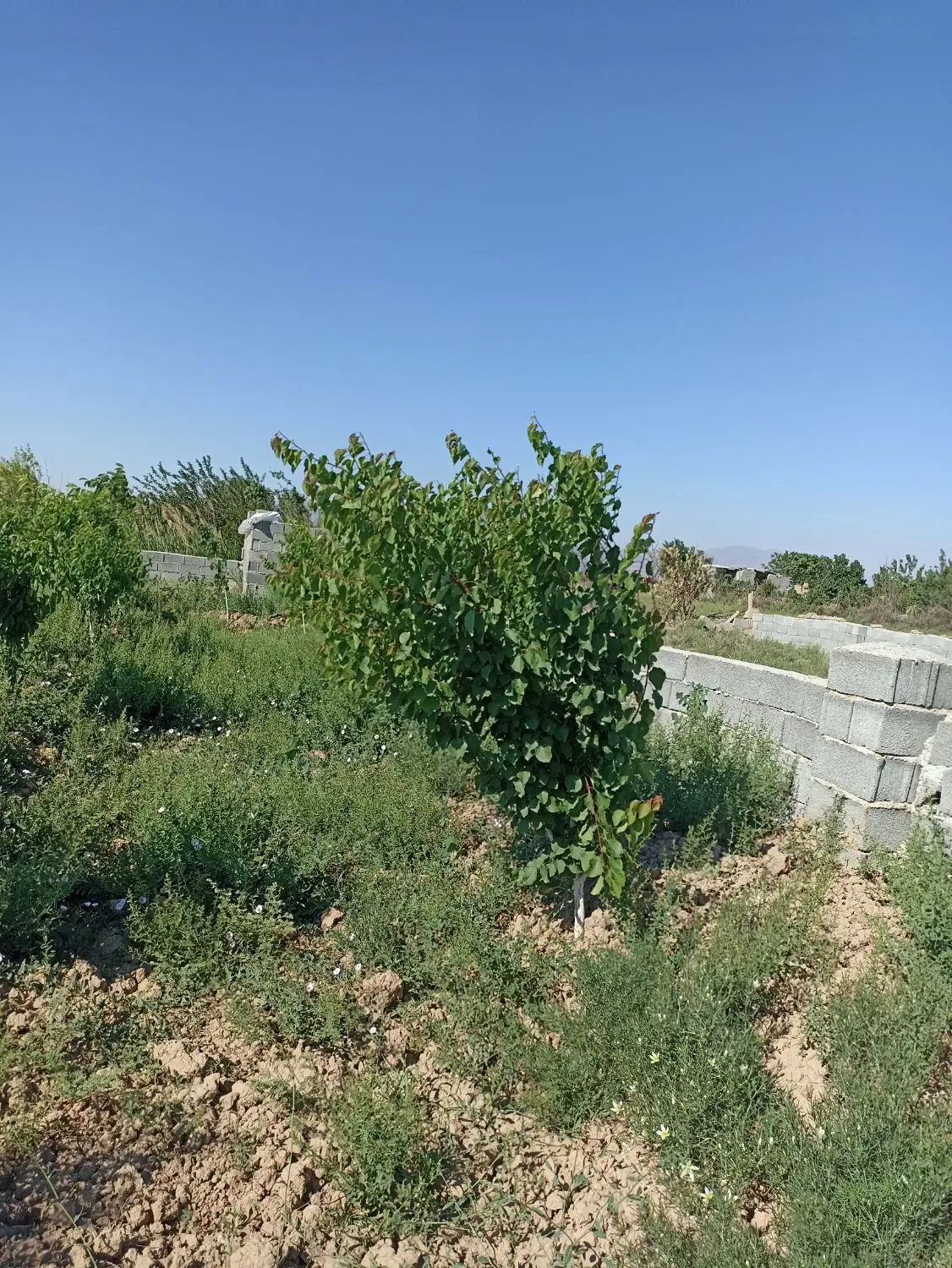 باغچه ۵۰۰متری پیشک۳