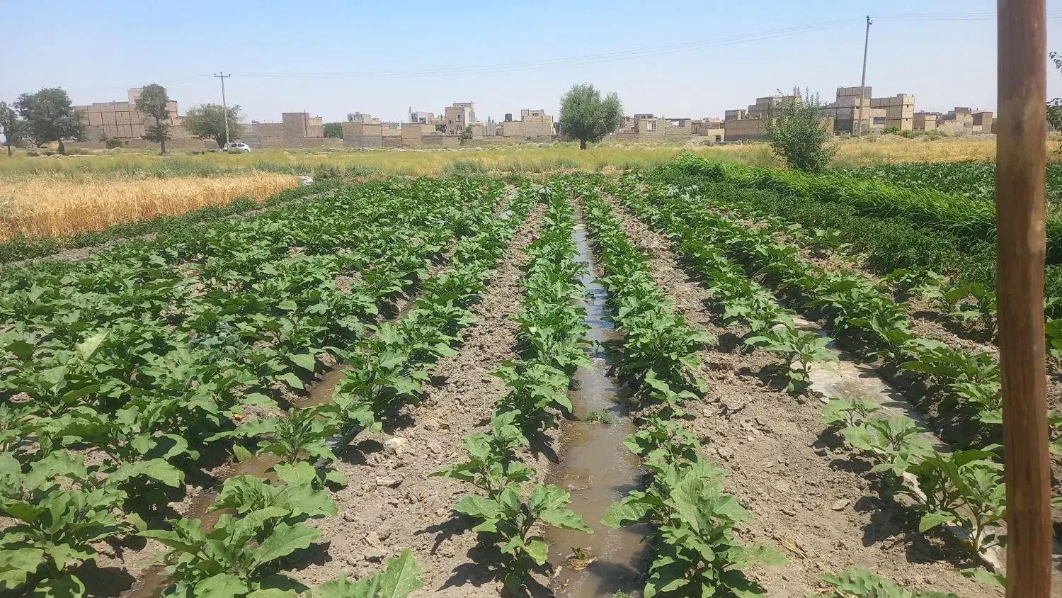 زمین کشاورزی