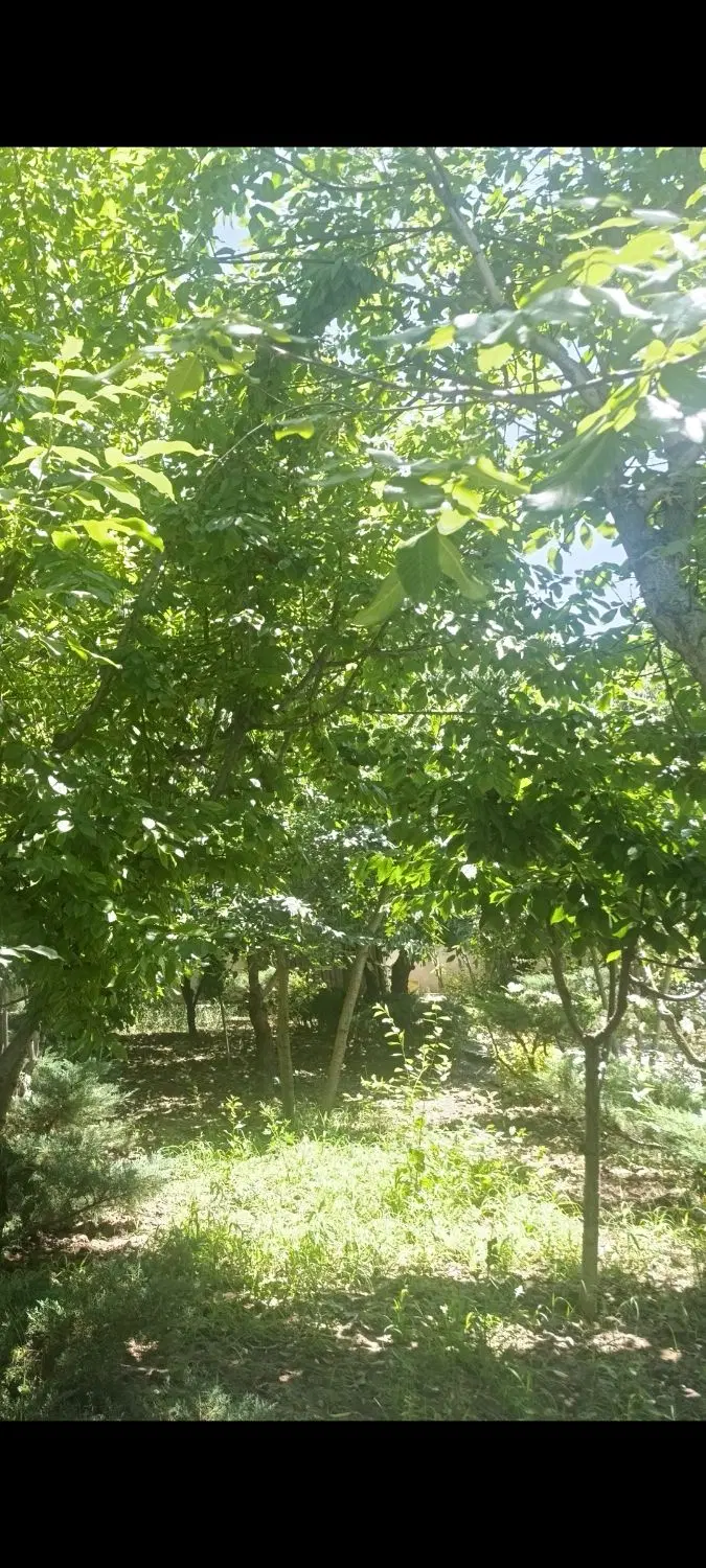 باغ سند ۶ دانگ ، گلستان چهارباغ