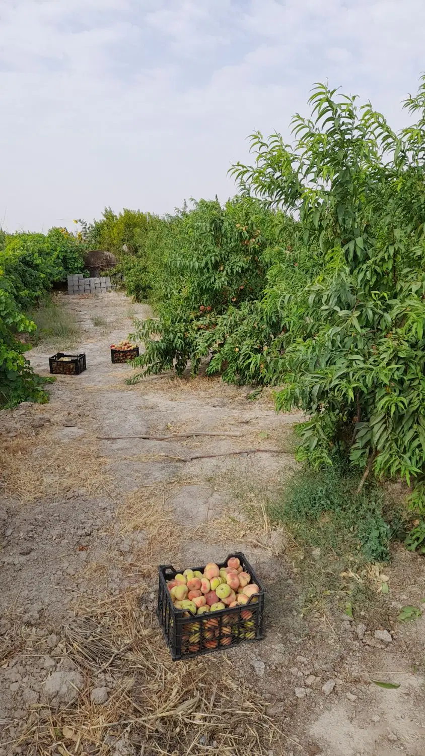 باغ
