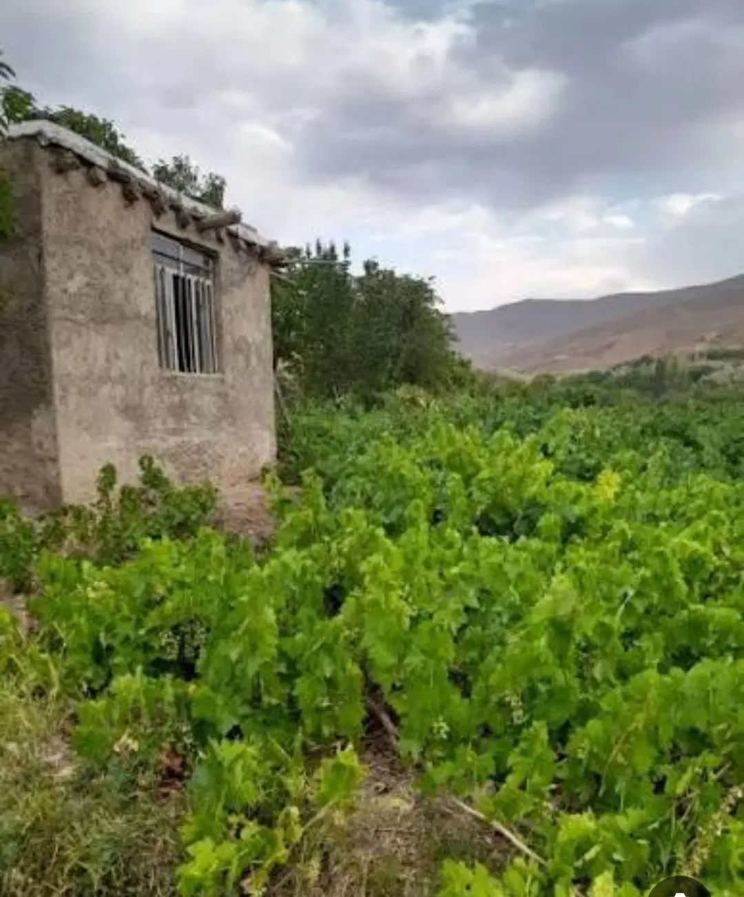 فروش باغ