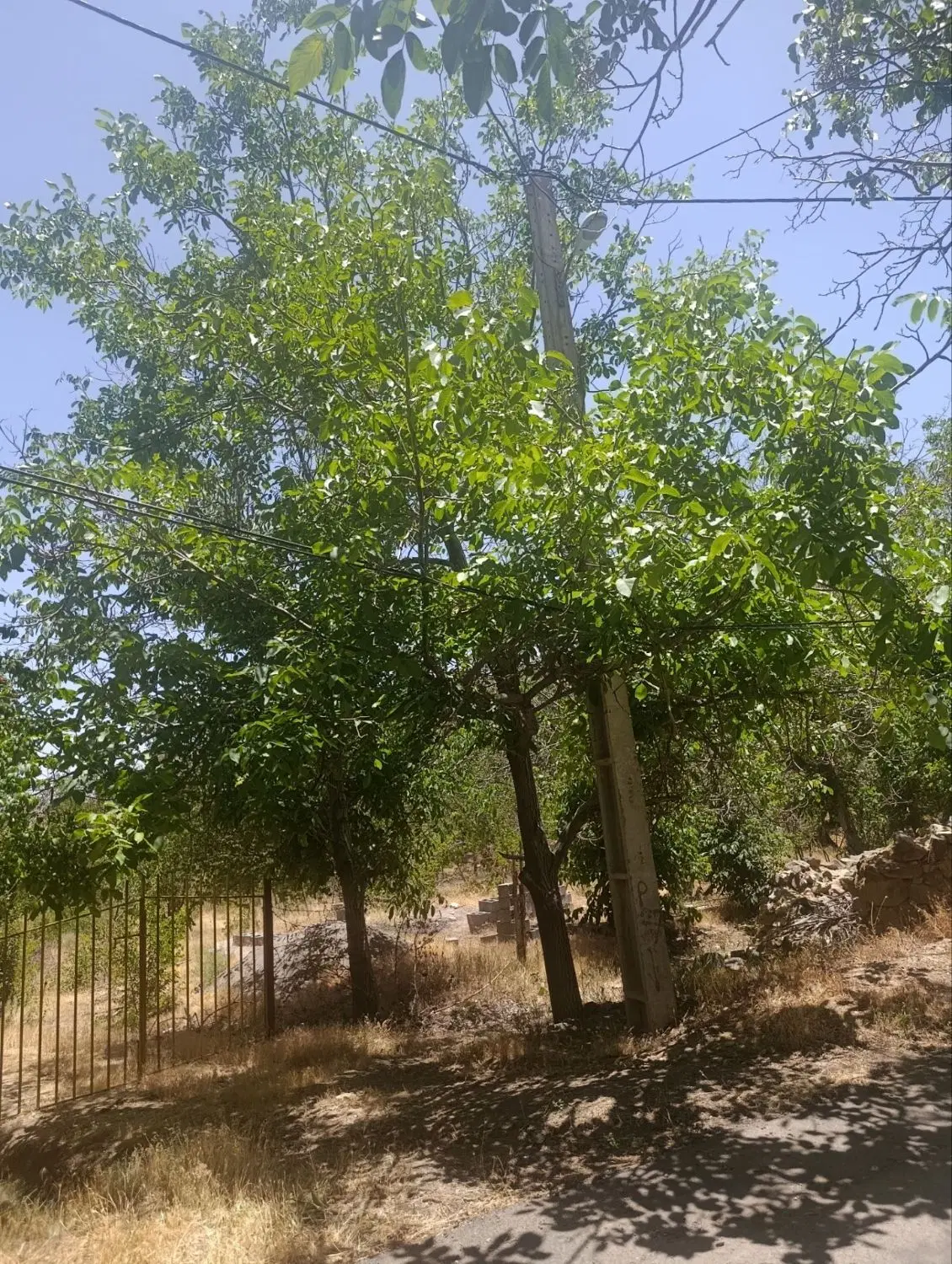 ۲۸قصب زمین باغی در درب بهشت