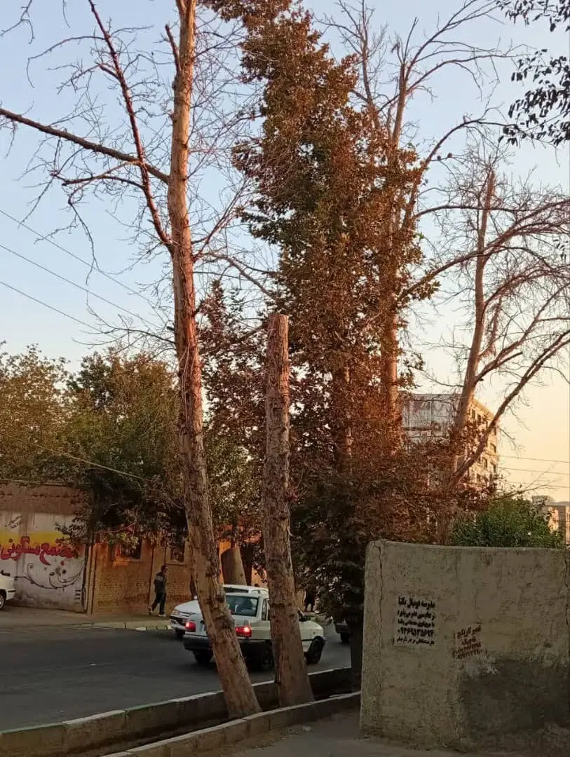 فروش مسکونی و تجاری در خیابان اصلی میرزایی