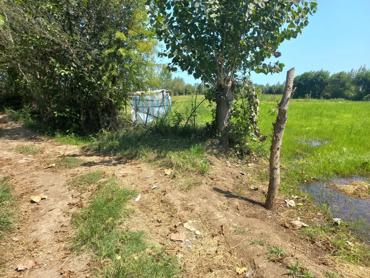 زمین کشاورزی سنتی ۵۶۰۰ متر رضوانشهر گیلان