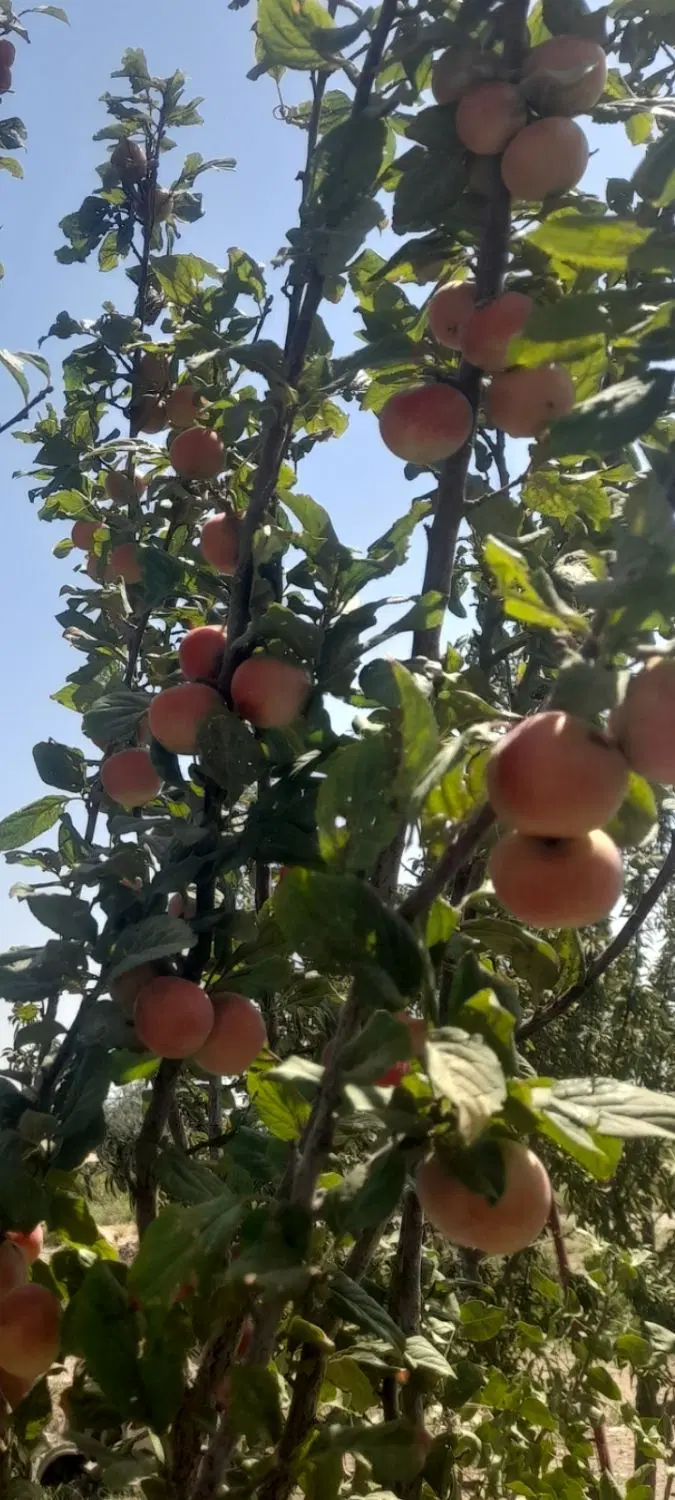 فروش باغ