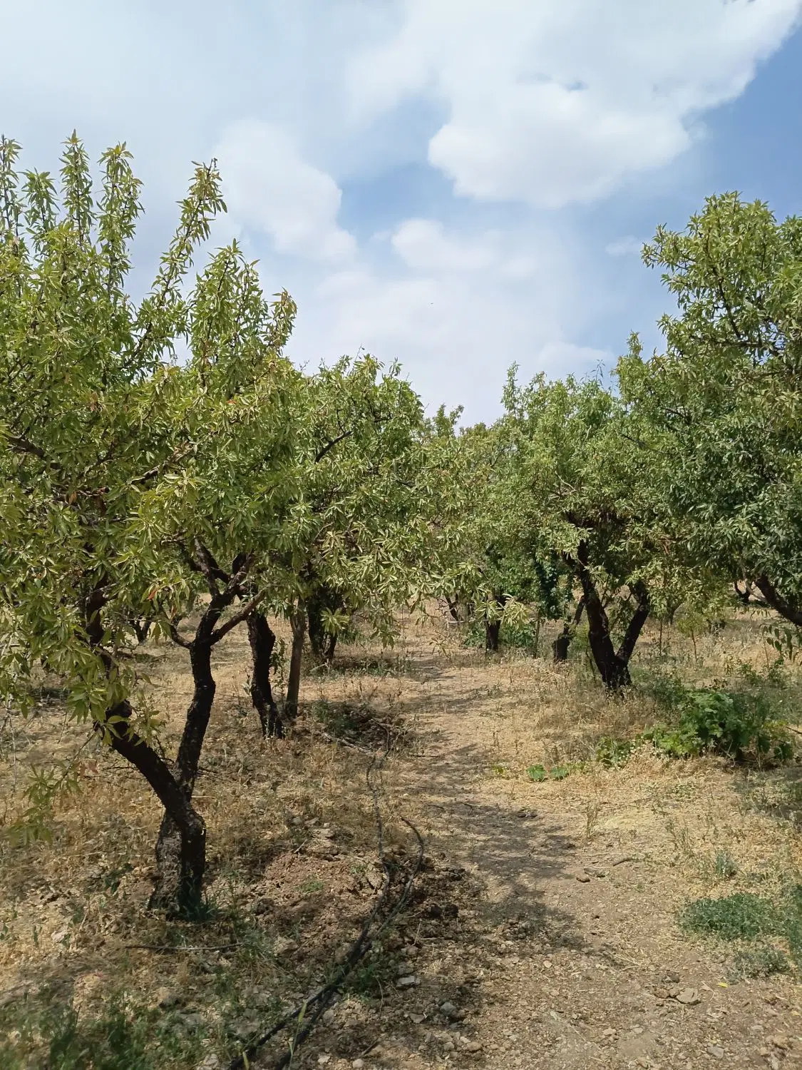 باغ کشاورزی