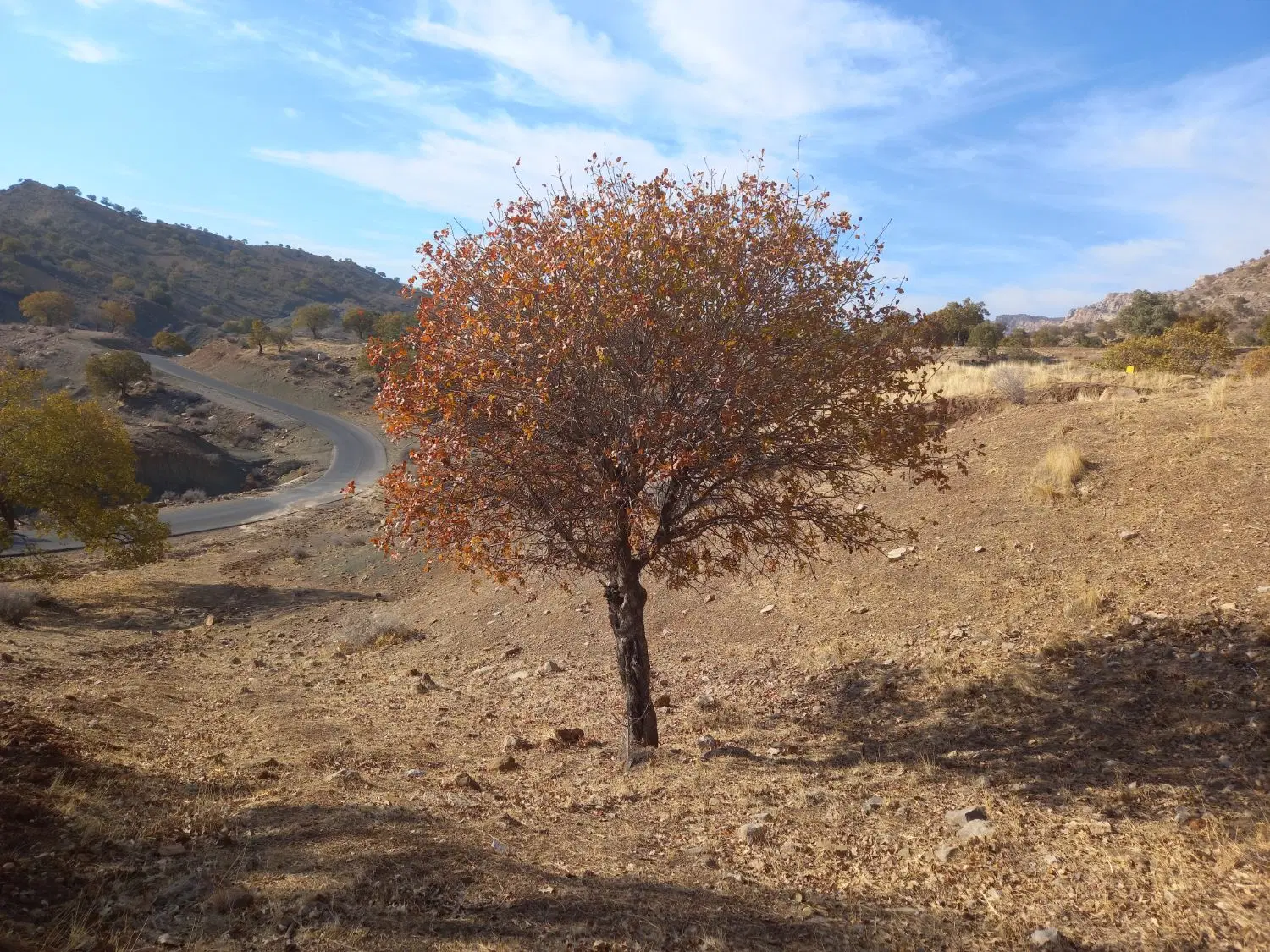 فروش زمین هخامنش