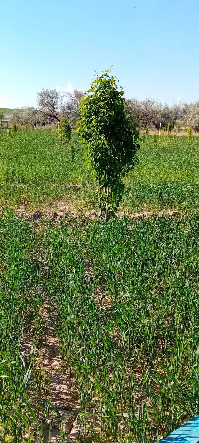 باغچه یک طناب