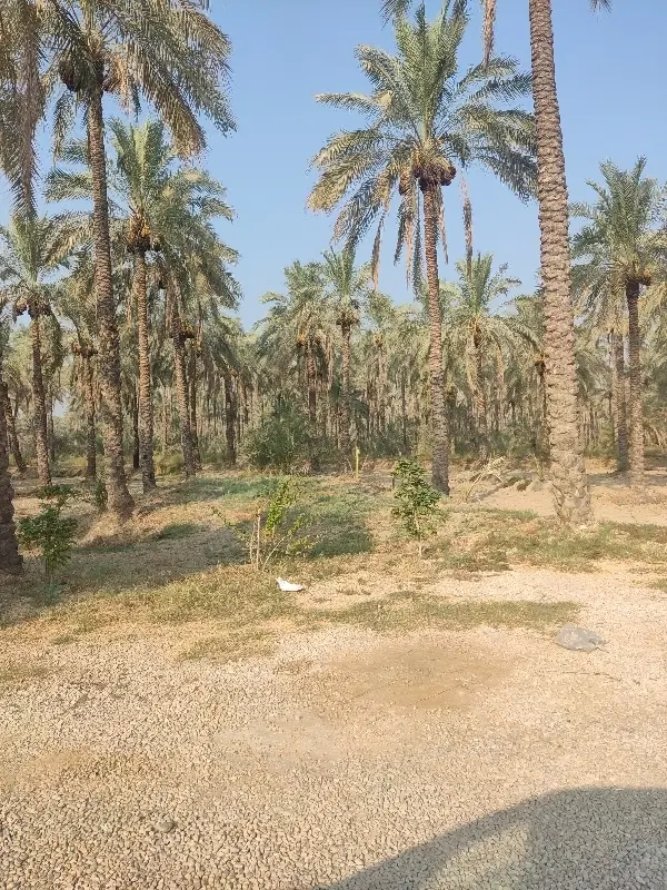 باغ نخل ابپخش