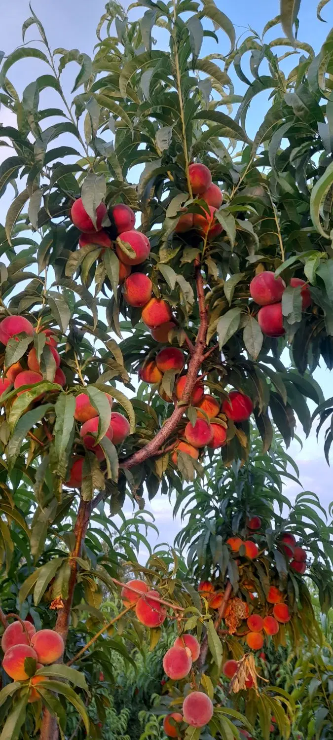 باغ به متراژ ۱۵۰۰متر مربع