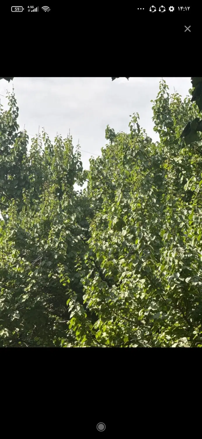 باغ روستای ابرو