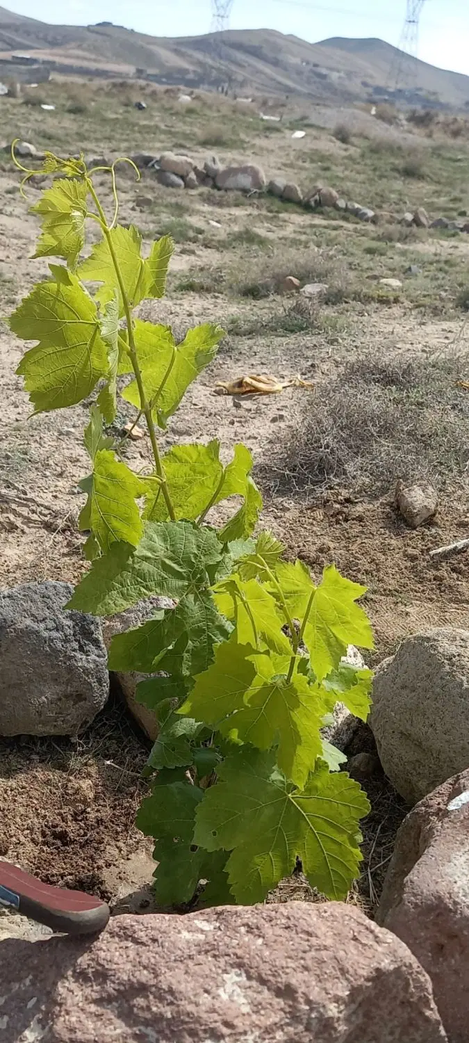 ۴۰۰مترزمین معاوضه باخانه